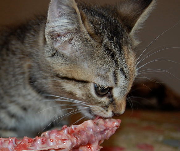 Alimentation du chaton